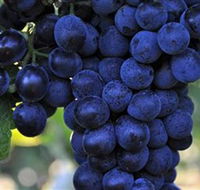 De Bortoli Wines Bilbul - Accommodation Directory