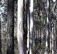 Kooyoora State Park - Accommodation Directory