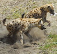 Altina Wildlife Park - Accommodation Directory