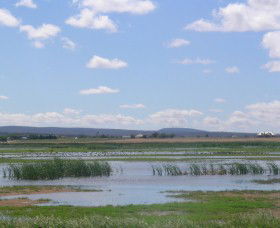 Fivebough Wetlands - Accommodation Directory 0