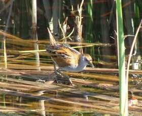 Fivebough Wetlands - Accommodation Directory 1