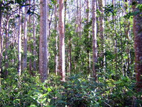 Cathu State Forest - Accommodation Directory 0