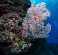 Barracuda Bommie Dive Site - Accommodation Directory