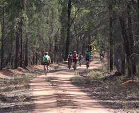 Pilliga Forest - Accommodation Directory 7