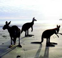 Hibiscus Coast - Accommodation Directory
