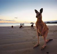Wallabies on the Beach at Cape Hillsborough - Accommodation Directory