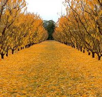 Sun Country on the Murray Farm Gate Trail - Accommodation Directory