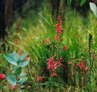 Enfield State Park - Accommodation Directory
