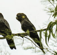 Conimbla National Park - Accommodation Directory