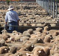 Livestock Marketing Centre - Accommodation Directory