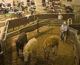 Livestock Marketing Centre - Accommodation Directory 1