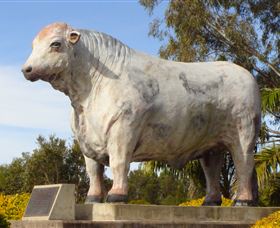 Rockhampton Bull Statues - Accommodation Directory 1