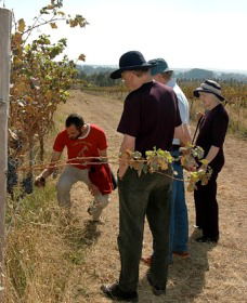 Rosnay Organic Farm And Vineyard - Accommodation Directory 2