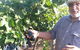 Rosnay Organic Farm And Vineyard - thumb 6