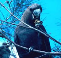 Mount Archer National Park - Accommodation Directory