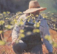 Canobolas Smith Winery - Accommodation Directory