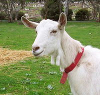 Dunkell Goats - Accommodation Directory