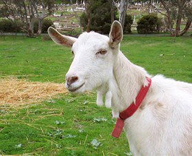 Dunkell Goats - Accommodation Directory 0