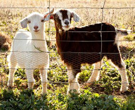 Dunkell Goats - Accommodation Directory 3