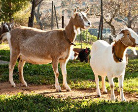 Dunkell Goats - Accommodation Directory 1