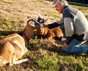 Dunkell Goats - Accommodation Directory 4
