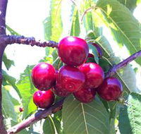 Ballinaclash Orchard and Cellar Door - Accommodation Directory