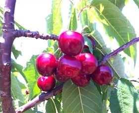 Ballinaclash Orchard And Cellar Door - Accommodation Directory 0