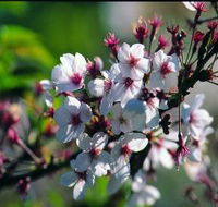 Sakura Avenue - Accommodation Directory