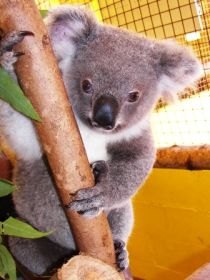Cooberrie Park Wildlife Sanctuary - Accommodation Directory 0