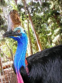 Cooberrie Park Wildlife Sanctuary - Accommodation Directory 1
