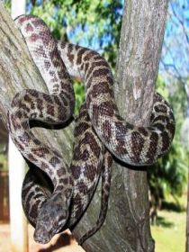 Cooberrie Park Wildlife Sanctuary - Accommodation Directory 3