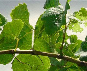 Angullong Wines - Accommodation Directory 1