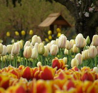 Tulip Top Gardens - Accommodation Directory