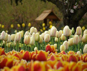 Tulip Top Gardens - Accommodation Directory 0