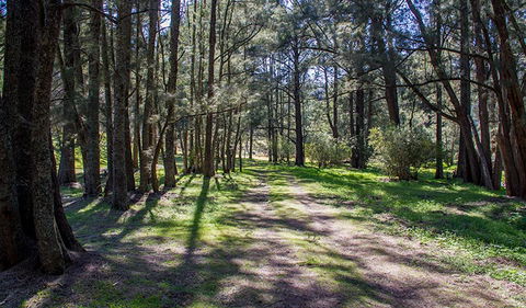 Wombeyan Waterfall Walking Track - Accommodation Directory 0