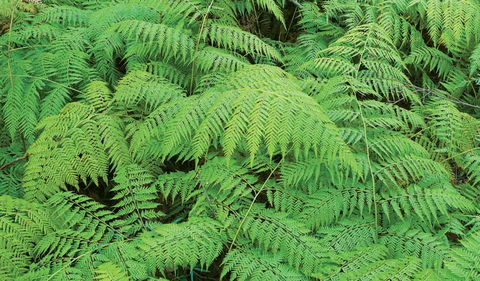 Boonoo Boonoo National Park - Accommodation Directory 1