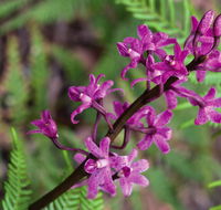 Cassinia walking track - Accommodation Directory