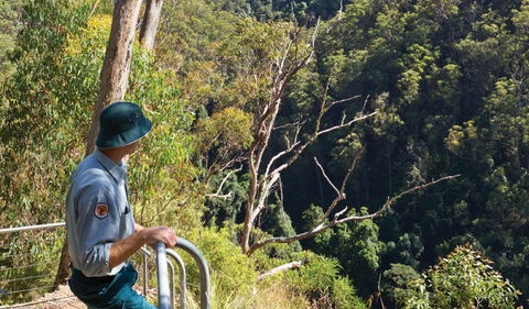 Lyrebird Falls Walking Track - Accommodation Directory 1