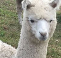 Storybook Alpacas - Accommodation Directory