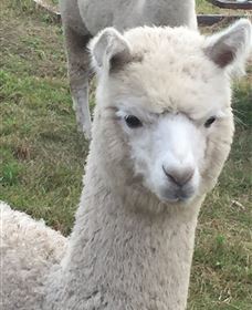 Storybook Alpacas - Accommodation Directory 0