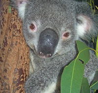 Hunter Valley Zoo - Accommodation Directory