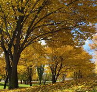 Centennial Park at Cooma - Accommodation Directory