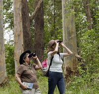 Chichester State Forest - Accommodation Directory