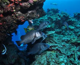 Maori Wrasse Bommie Dive Site - Accommodation Directory 1