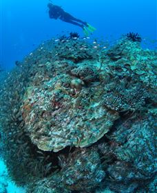 Maori Wrasse Bommie Dive Site - Accommodation Directory 2