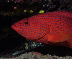 Maori Wrasse Bommie Dive Site - Accommodation Directory 0