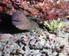 Anchor Bommie Dive Site - Accommodation Directory 1
