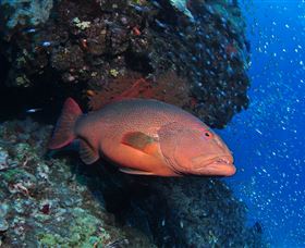Anchor Bommie Dive Site - Accommodation Directory 0