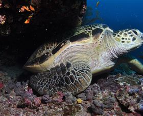 Anchor Bommie Dive Site - Accommodation Directory 2