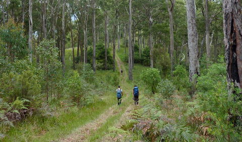 The Green Gully Track - Accommodation Directory 0